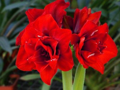 ว่านสีทิศ Amaryllis Double King 1หัว ว่านสี่ทิศสีแดง ดอกซ้อนสีแดงสด สวยและมีกลิ่นหอมอ่อนๆ สินค้านำเข้าจากฮอลแลนด์ ไม้มงคล ไม้สวยงาม เรียกทรัพย์