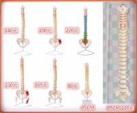 Production supply spinal bone model skeleton model