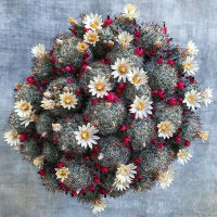 Plants Center พร้อมส่ง(songxia)กระบองเพชรไม้ลำ แคคตัส cactus Mammillaria prohjera seeding ไม้ชำหน่อ 7-9cm