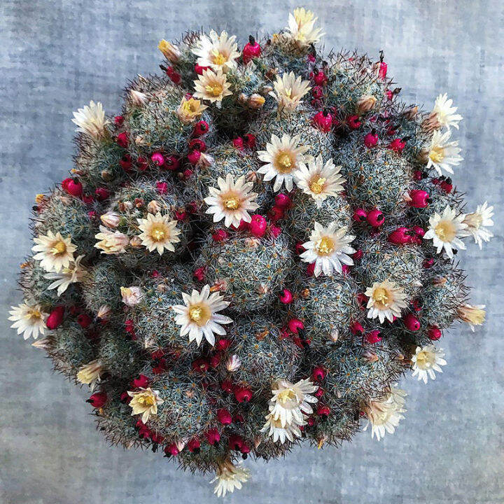 plants-center-พร้อมส่ง-songxia-กระบองเพชรไม้ลำ-แคคตัส-cactus-mammillaria-prohjera-seeding-ไม้ชำหน่อ-7-9cm