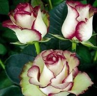 กุหลาบ Champagne Rose Seeds 30 เมล็ด เมล็ดพันธุ์  ดอกใหญ่ ดอกหอม นำเข้าจากต่างประเทศ พร้อมคู่มือ เมล็ดสด ใหม่