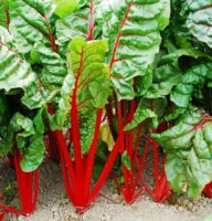 สวิสชาร์ด แดง?คะน้าสวิส?ถูกที่สุด7บ.?เมล็ดพันธุ์ Ruby Red​ Swiss Chard 20เมล็ด?ปลูกง่าย? โตไว