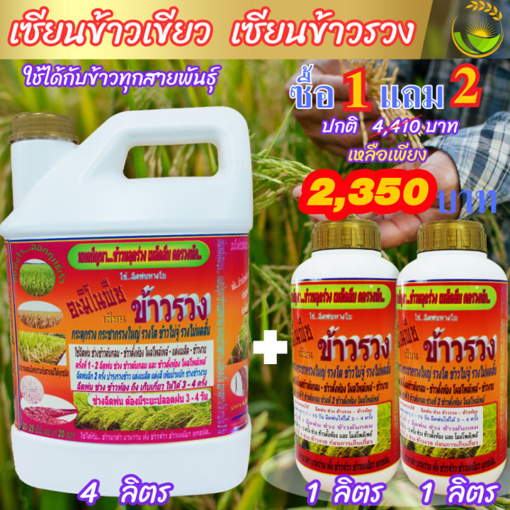 พร้อมส่ง-เซียนข้าวรวง-4-ลิตร-ซื้อ1แถม2-ฮอร์โมนบำรุงข้าว-ปุ๋ยฉีดข้าว-ยาฉีดข้าว-อาหารเสริมข้าวตั้งท้อง-ฮอร์โมน