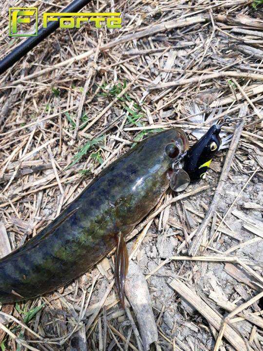 frog-jump-ชุดเหยื่อกบ-มีให้เลือกหลายขนาดในเซท-ยางเหนียวพิเศษ-เบ็ดแข็งตกปลาใหญ่ได้-มีกิ๊ฟแถมในกล่อง