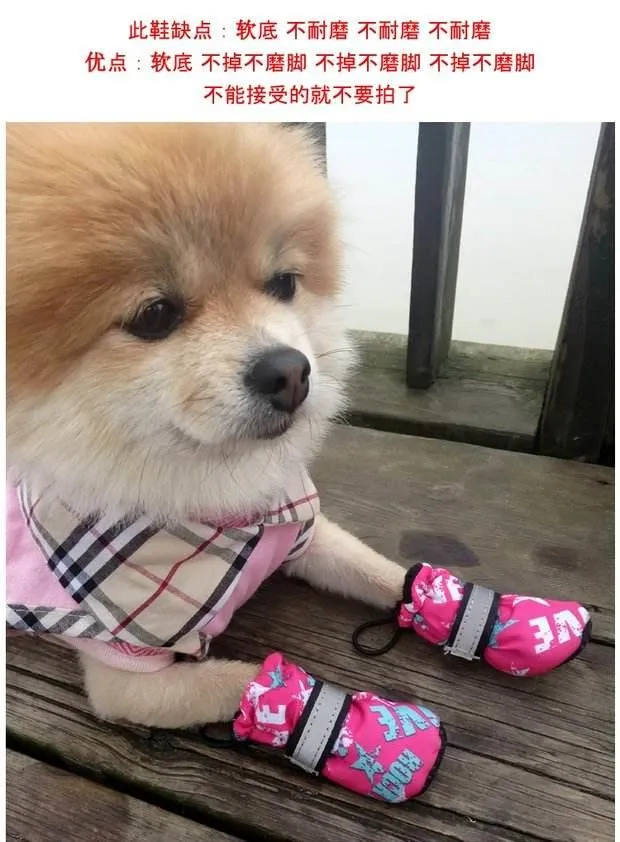 Pomeranian shoes store