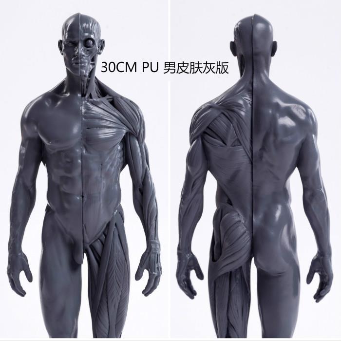 painting-copy-human-body-sculpture-art-human-body-structure-of-cg-reference-model-with-human-musculoskeletal-model-art