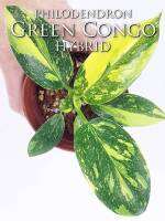 Philodendron Green congo Hybrid  ต้นไม้ลายวากิวเมเบิล