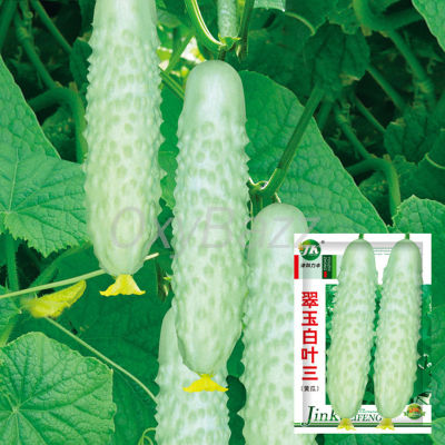 เมล็ดแตงกวาขาว 30เมล็ด แตงกวาสีขาว White Cucumber Seeds