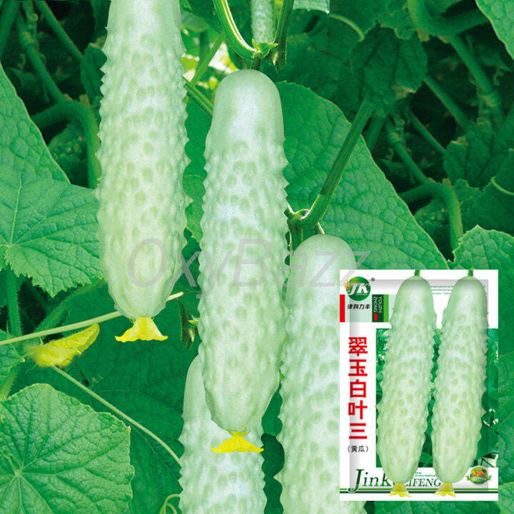 เมล็ดแตงกวาขาว-30เมล็ด-แตงกวาสีขาว-white-cucumber-seeds