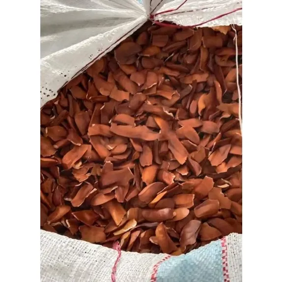 MAHOGANY seeds ready for planting ( 40 seeds per order ) Lazada PH