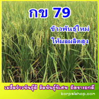 พันธุ์ข้าวกข79ข้าวพันธุ์ใหม่ผลผลิตสูง ชุดทดลอง1กิโลกรัม