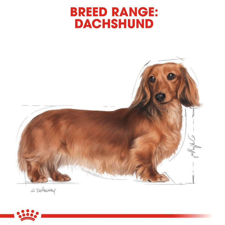 royal-canin-dachshund-adult-7-5kg-อาหารสุนัข-พันธุ์ดัชชุน-สำหรับสุนัขโตอายุ-10-เดือนขึ้นไป