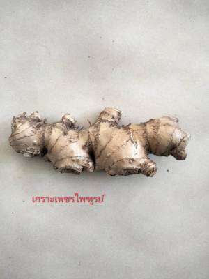 ว่านเกราะเพชรไพฑูรย์ 1เหง้า(m)ป้องกันคุณไสย ภูตรผี เสริมบารมี