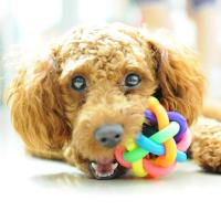 5cm Colorful Rainbow Pet Bell Ball Dog Toy Cat Toys Pet Dog Ball Bell Chew Toys Play Teeth Training Pet Products Toys