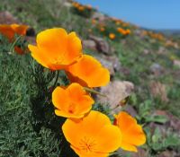 เมล็ดพันธุ์ Garden Seeds แคลิฟอร์เนียป็อปปี้ Eschscholzia Californica California poppy 200 เมล็ด เมล็ดพันธุ์ Garden Seedsนำเข้าจาก อังกฤษ