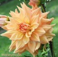 1 หัว/ออเดอร์ รักเร่ Dahlia Bulbs สายพันธุ์ Honeymoon หัวรักเร่ ดอกไม้ หัวหน่อ เหง้า นำเข้า เนเธอร์แลน หัวสดใหม่