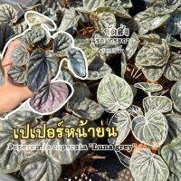 ต้นเปเปอร์หน้าย่น ( Peperomia caperata "Luna grey" ) ต้นไม้มงคล ต้นไม้ฟอกอากาศ จิ๋ว