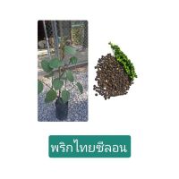 ( Promotion+++) คุ้มที่สุด ต้นพริกไทยซีลอนพุ่มเตี้ย สูง30-50cm1ต้น เป็นพันธ์ที่เป็นพุ่่มไม่เลื้อยไม่อาศัยไม้ค้าง สูงประมาณ1เมตร ราคาดี พรรณ ไม้ น้ำ พรรณ ไม้ ทุก ชนิด พรรณ ไม้ น้ำ สวยงาม พรรณ ไม้ มงคล