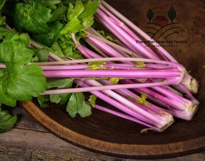 คื่นฉ่ายสีชมพู-pink-chinese-celery-seeds-คื่นฉ่าย-เมล็ดพันธุ์คื่นฉ่าย-บรรจุ-20-เมล็ด