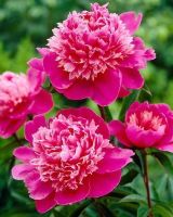 10 เมล็ด เมล็ดโบตั๋น ดอกโบตั๋น ดอกพีโอนี (Peony) สีชมพู Pink Peony ดอกไม้นี้​เป็นสัญลักษณ์ของความมั่งคั่งร่ำรวย ความซื่อสัตย์ อัตราการงอก 70-80%