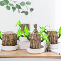 Brazilian Wood Groot Green PlantWater Raise Lucky Wood Potted Small Tree People with Buds Indoor Hydroponic Four Seasons Plants