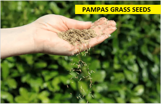 100-เมล็ดหญ้า-หญ้าภูเขา-หญ้าแพมพัส-pampas-grass-แปมปัส-นำเข้าจาก-usa-อัตราการงอกสูง-70-80