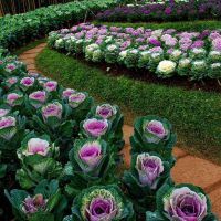 50 เมล็ดพันธุ์ กะหล่ำประดับ (Ornamental Cabbage) Cabbage flower Seed มีคู่มือพร้อมปลูก อัตราการงอก 80-85%