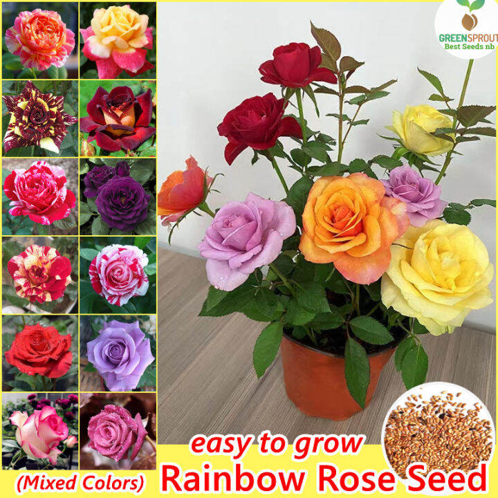 100 Seeds Rainbow Rose Flower Seeds Mixed Assorted Varieties Rose Flowering Plant Seed DIY Home