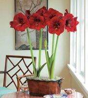 1 หัวว่าน. ว่าน สี่ทิศฮอลแลนด์ Amaryllis Royal Velvet 18-24 ซม สินค้านำเข้า แช่เย็นแล้ว หัวขนาดใหญ่ สินค้าจำนวนจำกัด