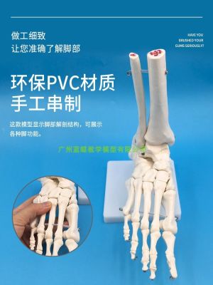 1 to 1 foot joint model foot bones foot foot bone joints foot bone model foot anatomy