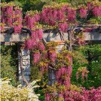 7 เมล็ดพันธุ์ เมล็ด วิสทีเรีย Pink Wisteria ดอกไม้ช่อ ไม้เลื้อย ดอกไม้ญี่ปุ่น ฟูจิ ไม้เถาวัลย์ ไม้ดอก ต้นไม้ประดับรั้ว (Wisteria) Seeds