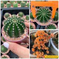 โปรโมชั่น แคคตัส Cactus กระบองเพชร พันธุ์อิชินอปซิส (Echinopsis) รหัสสี ออเร้น พาราเมาท์ ราคาถูก  แคคตัส กระบองเพรช ตะบองเพรช ไม้จิ๋ว ไม้ตั้งโต๊ะทำงาน ไม้ประดับ ไม้มงคล ไม้ดอก