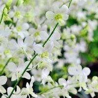 30 เมล็ดพันธุ์ Seeds เมล็ดกล้วยไม้ กล้วยไม้สกุลหวาย (Dendrobium) Orchid flower seeds อัตราการงอก 80-85%