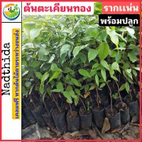 Nadtida ต้นตะเคียนทอง รากเเน่น  ต้นไม้ตาย ระหว่างขนส่งเคลมฟรี สูง 25-35 ซม. ตะเคียน พร้อมปลูก ต้นไม้ตาย ระหว่างขนส่ง เคลมฟรี