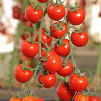 เมล็ดพันธุ์ มะเขือเทศ ซันเชอรี่ เอ็กซ์ตร้าสวีท 10 เมล็ด Sun Cherry Extra Sweet Tomato F1 Seed คุณภาพดี ของแท้ 100%