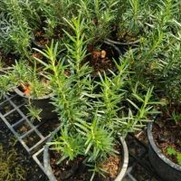 ขายดีอันดับ1 ต้นโรสแมรี่(Rosemary) คุ้มสุดสุด ต้นไม้ ฟอก อากาศ กระถาง ต้นไม้ ไม้ ประดับ ต้นไม้ ปลูก ใน บ้าน