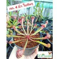 (ส่งทั้งกระถาง 4 นิ้ว) ต้นซาราซิเนีย พันธุ์ สกาเล็ตเบล (Sarracenia x Scaret belle) ไม้กินแมลง ใบกระเปราะสวย ไม้ประดับแต่งสวย ชอบน้ำ+แดด เลี้ยงง่าย