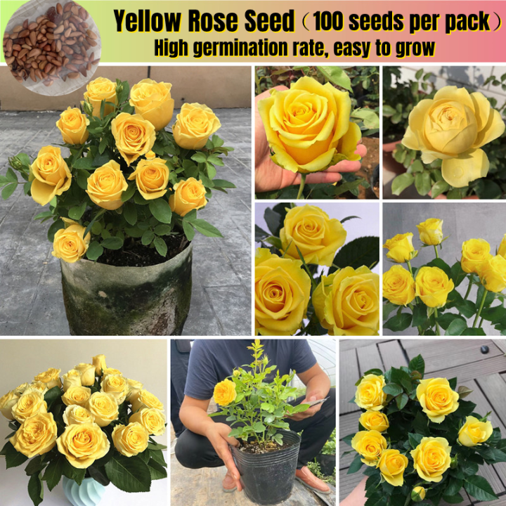 [Easy To Grow In Malaysia] 100PCS Yellow Rose Seeds Rare Rose Flower ...