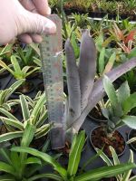 ? หน่อใหญ่ยักษ์ -แอคเมียม่วง # สับปะรดสี#bromeliad# ต้นไม้สวยงาม# ไม้ประดับ# ตกแต่งบ้าน#bromeliad# ไม้ประดับ# ไม้มงคล# ขายถูก ของมีพร้อมส่ง เก็บเงินปลายทาง ?