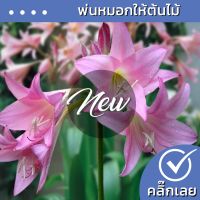 โปรสุดคุ้ม ขายหัวพลับพลึงลิลลี่ Amarcrinum Howardii ดอกสีชมพูหวาน  ขายหัวลิลลี่ ไฮยาซิน ว่านสี่ทิศ ต้นไม้ฟอกอากาศ เมล็ดดอกไม้ สุดฮอต!