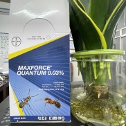 Gel diệt kiến Maxforce Quantum Bayer - Pháp - 12gam diệt kiến hiệu quả, an