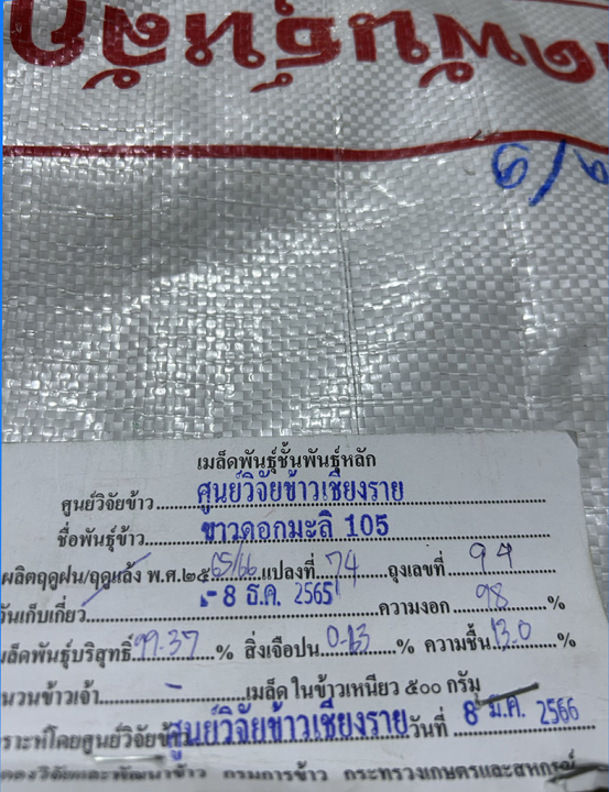 เมล็ดพันธุ์ข้าว-หอมมะลิ-พันธุ์ขาวดอกมะลิ105-ชั้นพันธุ์หลัก-ผลิตโดย-ศูนย์วิจัยข้าว-กรมการข้าว