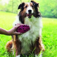 [KONG] ZoomGroom Raspberry / Pet Brush / Dog Brush / Dog Grooming Brush