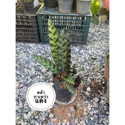 ( Pro+++ ) คุ้มค่า คล้ากาเหว่าแดง Calathea lancifolia Boom ราคาดี พรรณ ไม้ น้ำ พรรณ ไม้ ทุก ชนิด พรรณ ไม้ น้ำ สวยงาม พรรณ ไม้ มงคล