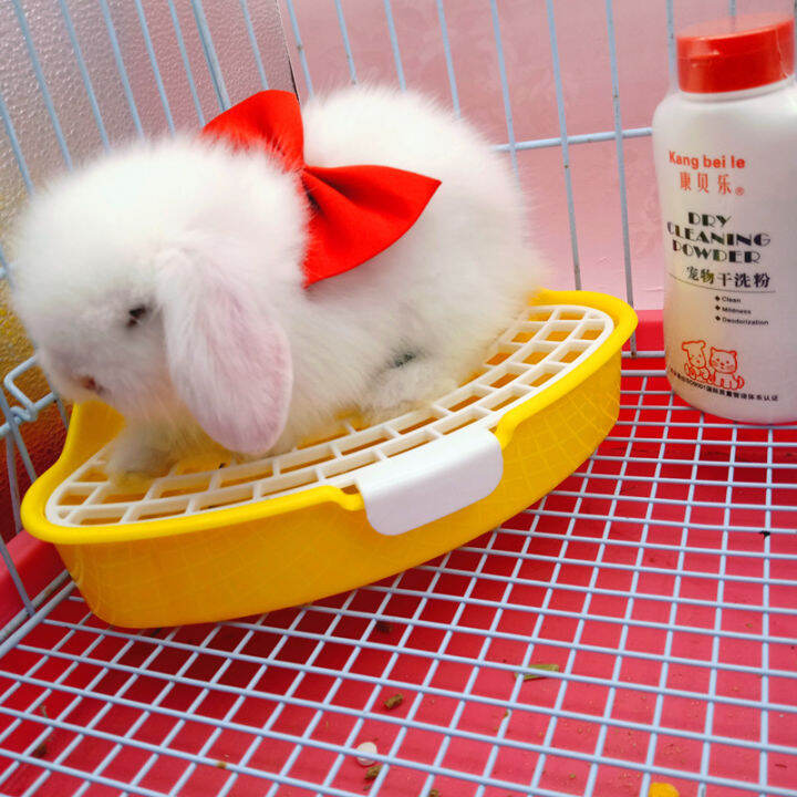 Pet rabbits don't grow up alive. Haitang dwarfs rabbits, eared rabbits