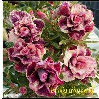 12 เมล็ด เมล็ดพันธุ์ Garden Plant ชวนชม สายพันธุ์ไต้หวัน ดอกสีม่วง Adenium Seed กุหลาบทะเลทราย Desert Rose ราชินีบอนไซ อัตราการงอก 80-90% มีคู่มือปลูก