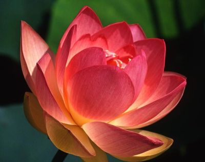 5 เมล็ด เมล็ดบัว ดอกสีชมพู ดอกใหญ่ ของแท้ 100% เมล็ดพันธุ์บัวดอกบัว ปลูกบัว เม็ดบัว สวนบัว บัวอ่าง Lotus Seed