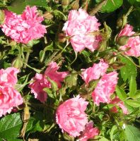 25 เมล็ดพันธุ์ Rugosa Rose Seeds กุหลาบ สายพันธุ์ Pink Grootendorst ดอกสีชมพู ออกดอกทั้งปี ดอกไม้สัญลักษณ์แห่งความรัก ปลูกได้ทุกภาคในไทย มีคู่มือ