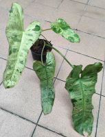 ฟิโล พาไรโซ่ กระถาง 4 นิ้ว (Philodendron Paraiso) #ไม้ด่าง #ไม้ฟอกอากาศ #ใจเกษตร