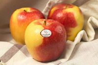 20 เมล็ด เมล็ดแอปเปิ้ล สายพันธุ์ แอมโบรเซีย (Ambrosia Apple) ของแท้ 100% อัตรางอกสูง 70-80 % Apple seeds มีคู่มือปลูก